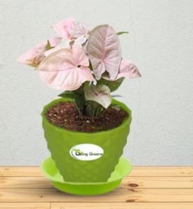 Syngonium Pink Plant