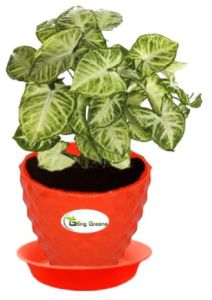 Syngonium Variegated Plant