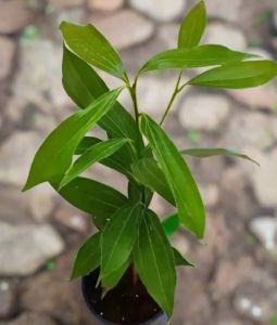 Tej Patta Plant (Bay Leaf)