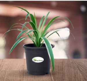 Zamioculcas Zamiifolia Plant