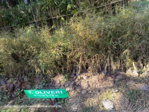 Dendrocalamus Oilverii Plant