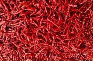 Dry Red Chilli, Packaging Type : Plastic Packet For Cooking, Spices