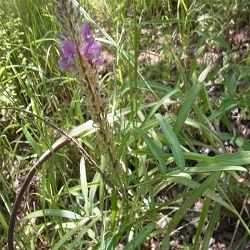 Organic Prishniparni Herb