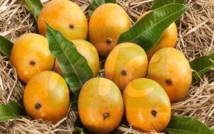 Fresh Alphonso Mango, Color : Yellow
