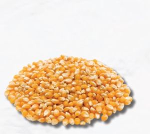 Yellow Maize, Packaging Type : Bulk Loose In Container