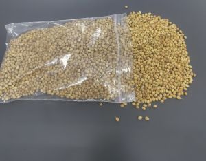 coriander seeds