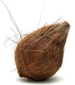 Semi Husked Coconuts 12-14 Inches