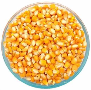 Natural Yellow Maize, Packaging Size : 25kg