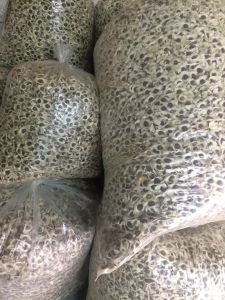 Organic Moringa Seeds