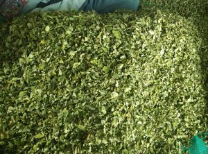 Organic Natural Dry Moringa Leaves