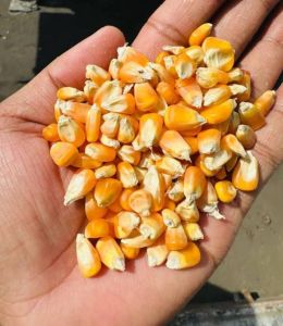 Yellow Maize, Packaging Size : 50kg, Packaging Type : Bag