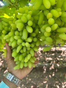 Green Organic Grapes, Packaging Size : 5Kg, 10Kg