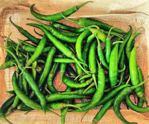 Organic Fresh Green Chilli for Spices, Cooking
