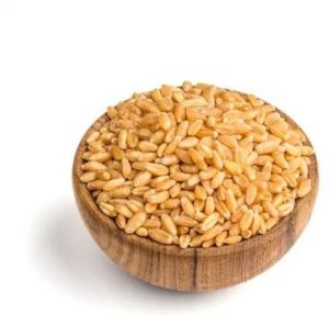 Durum Wheat Grain