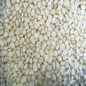White Corn Seeds, Packaging Type : Bag for Planting Growing