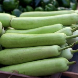 Fresh Bottle Gourd