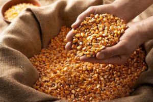 Organic Maize Seeds, Color : Yellow