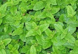 A Grade Fresh Pudina Leaves