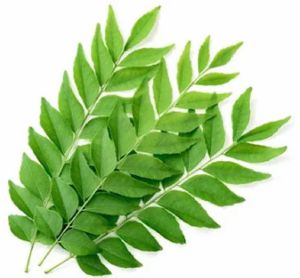 Fresh Aromatic Curry Leaf