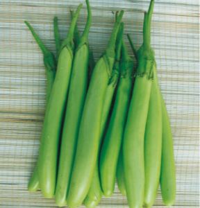 Fresh Green Long Brinjal