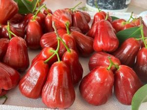 Juicy Pink Wax Apple