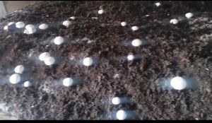 Organic Button Mushroom, Packaging Size : 1Kg, 10Kg, 25Kg Loose