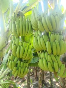 Fresh Cavendish Bananas Fresh Cavendish Bananas