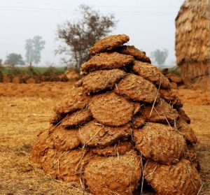 All Cow Dung, Form : Powder, Cake 25 Kg