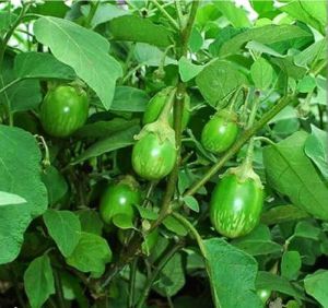 Green Brinjal