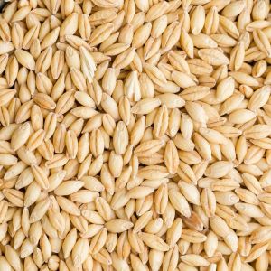 Brown Barley Seeds, Seed Type : Hybrid, Speciality : High In Protein