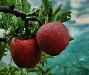 Fresh Kashmiri Apple, Color : Red, Taste : Sweet, Tangy