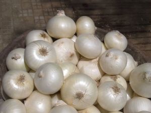 Fresh White Onion, Packaging Type : Mesh Bags