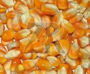 Premium Yellow Maize Seeds, Color : White