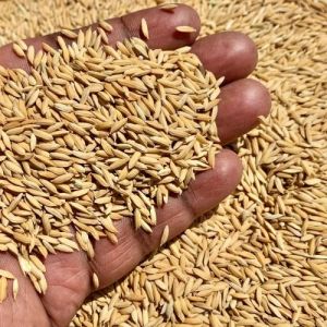 White Medium Grain Indian Raw Rice, Packaging Size : 25Kg, 50Kg