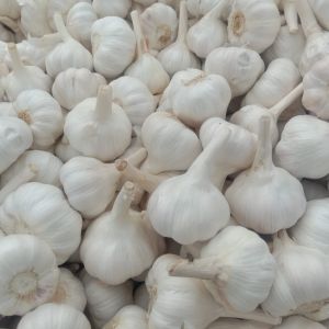 Fresh Bom Garlic, Color : White, Packaging Type : Gunny Bags