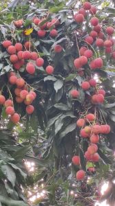 Fresh Litchi