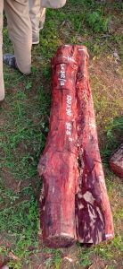 Plain Red Sandal Wood, Shape : Rectangular