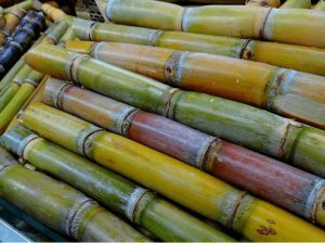 Green Organic Sugarcane for Human Consumption