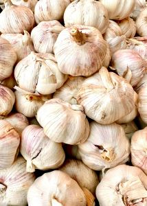 Garlic