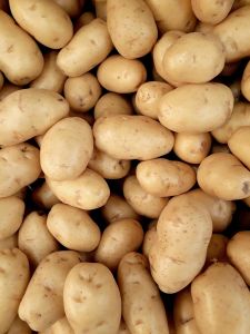 Brown Potato, Packaging Size : 5kg, 10kg, 25kg Jute Bag