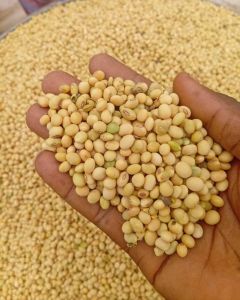 Organic Soya Beans, Brand Name : Ziyarah gold premium quality