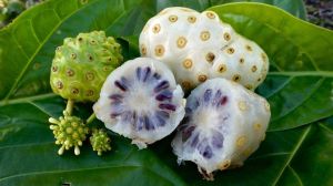 Noni Fruits, Purity : 99.90%, Packaging Type : Plastic Bags