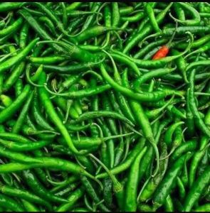 Organic Fresh Green Chilli for Spices, Cooking