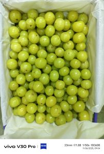 Fresh Amla, Other Necessities : Well Watered, Grade : Food Grade