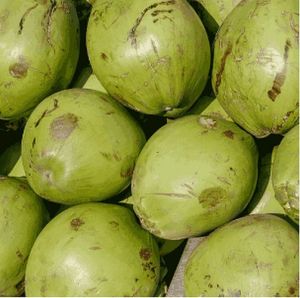 Green Tender Coconut, Taste : Sweet, Refreshing