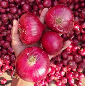 Fresh Red Onion, Cultivation Type : Natural for Cooking, Food
