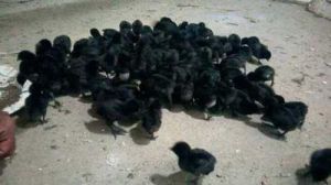 Kadaknath Day Old Chicks