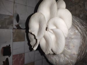 fresh oyster mushroom