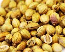 Coriander Seeds,  Usage/application : Culinary Spice