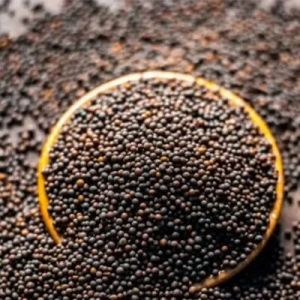 Black Mustard Seeds, Packaging Type : Plastic Packet